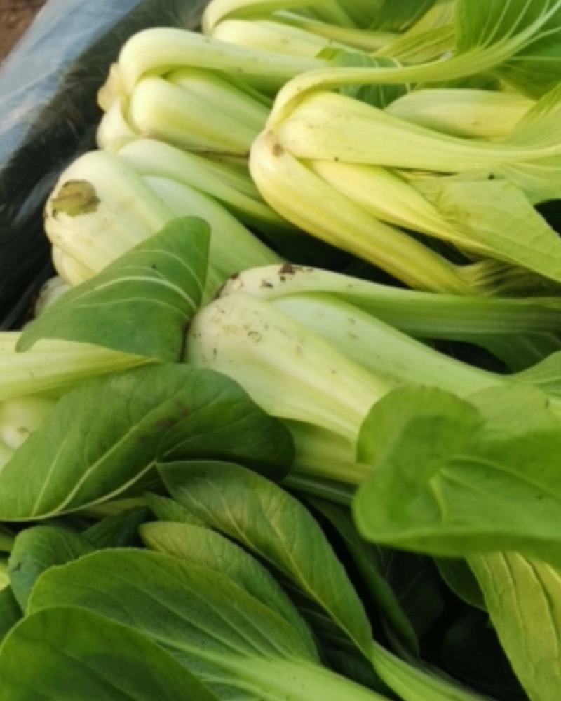 上海青俗称小油菜上市