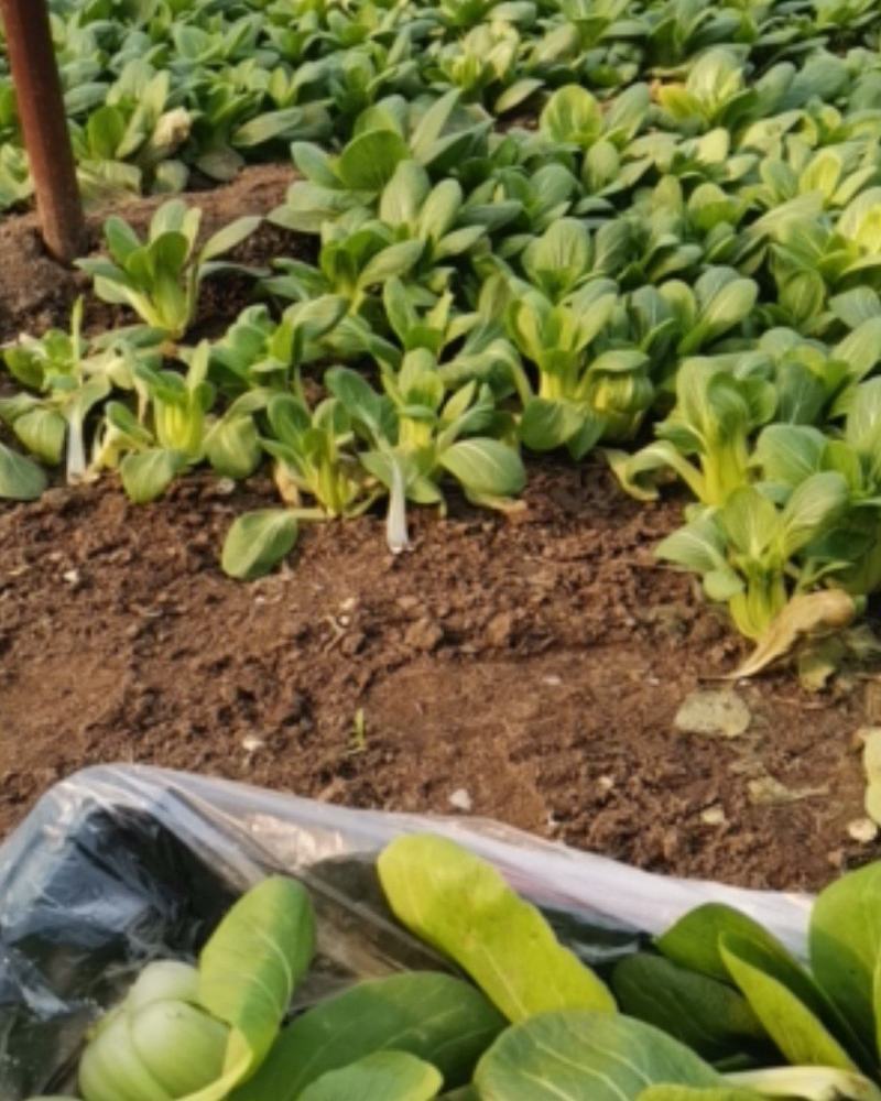上海青俗称小油菜上市