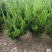 苗圃直销龙柏工程苗，小龙柏.龙柏球，现场地里看货选购