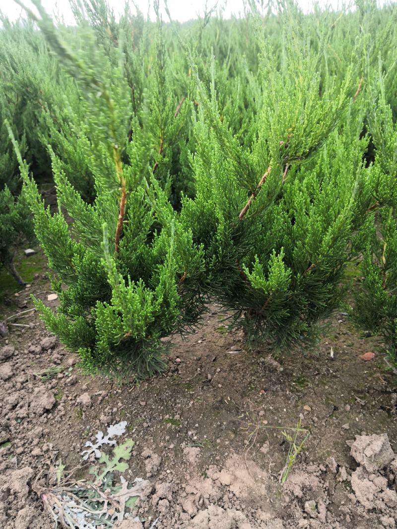 苗圃直销龙柏工程苗，小龙柏.龙柏球，现场地里看货选购