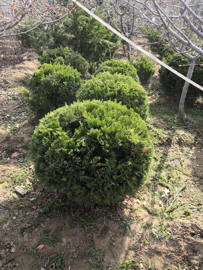 苗圃直销龙柏工程苗，小龙柏.龙柏球，现场地里看货选购