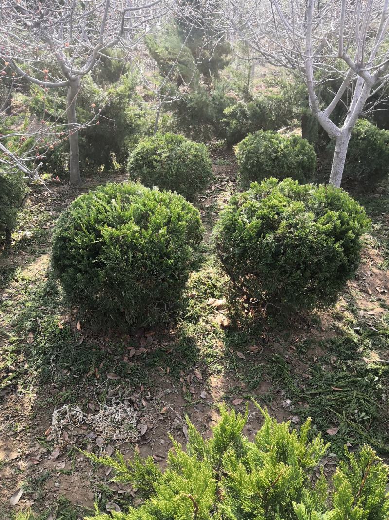 苗圃直销龙柏工程苗，小龙柏.龙柏球，现场地里看货选购
