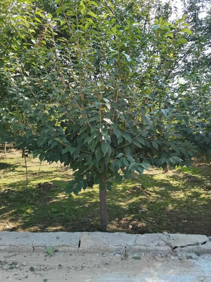 苗圃直销樱花，大量供应各种规格樱花树，现场看货选购。