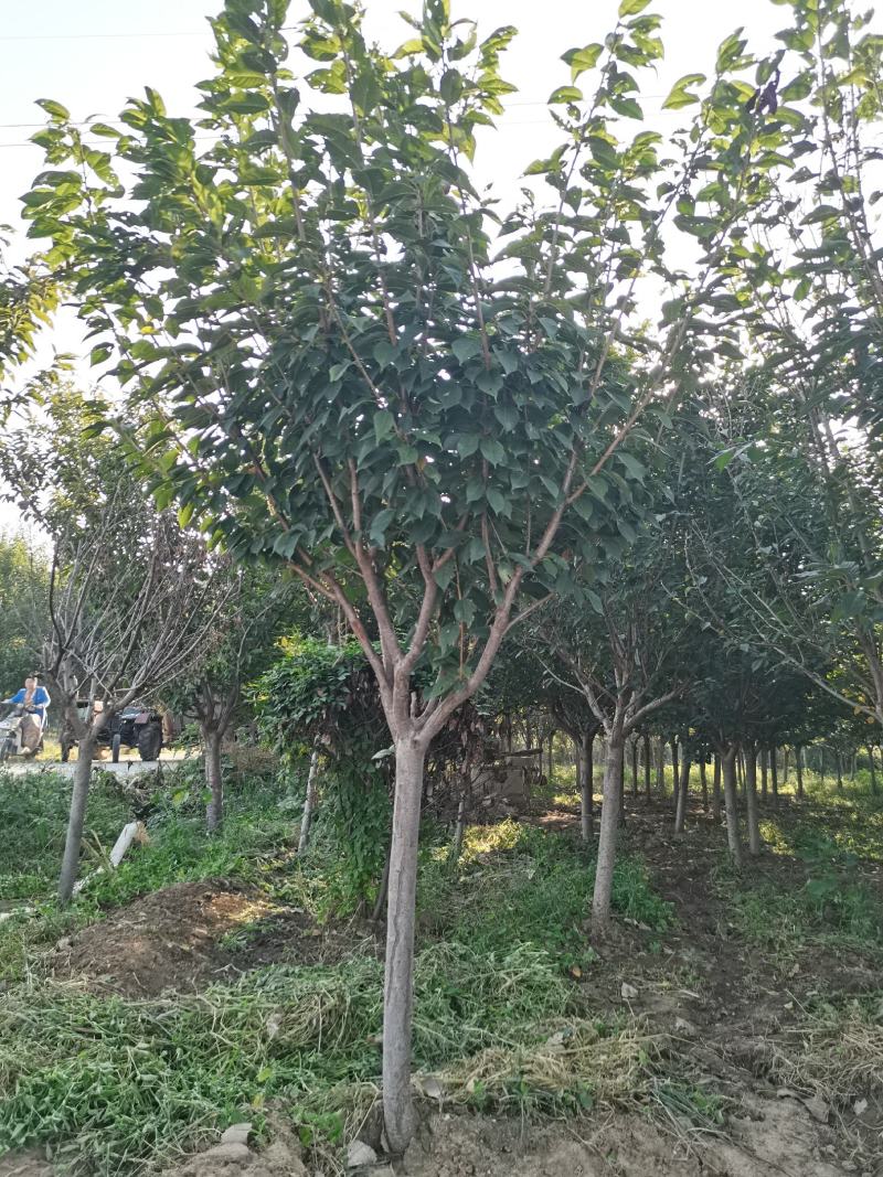 苗圃直销樱花，大量供应各种规格樱花树，现场看货选购。