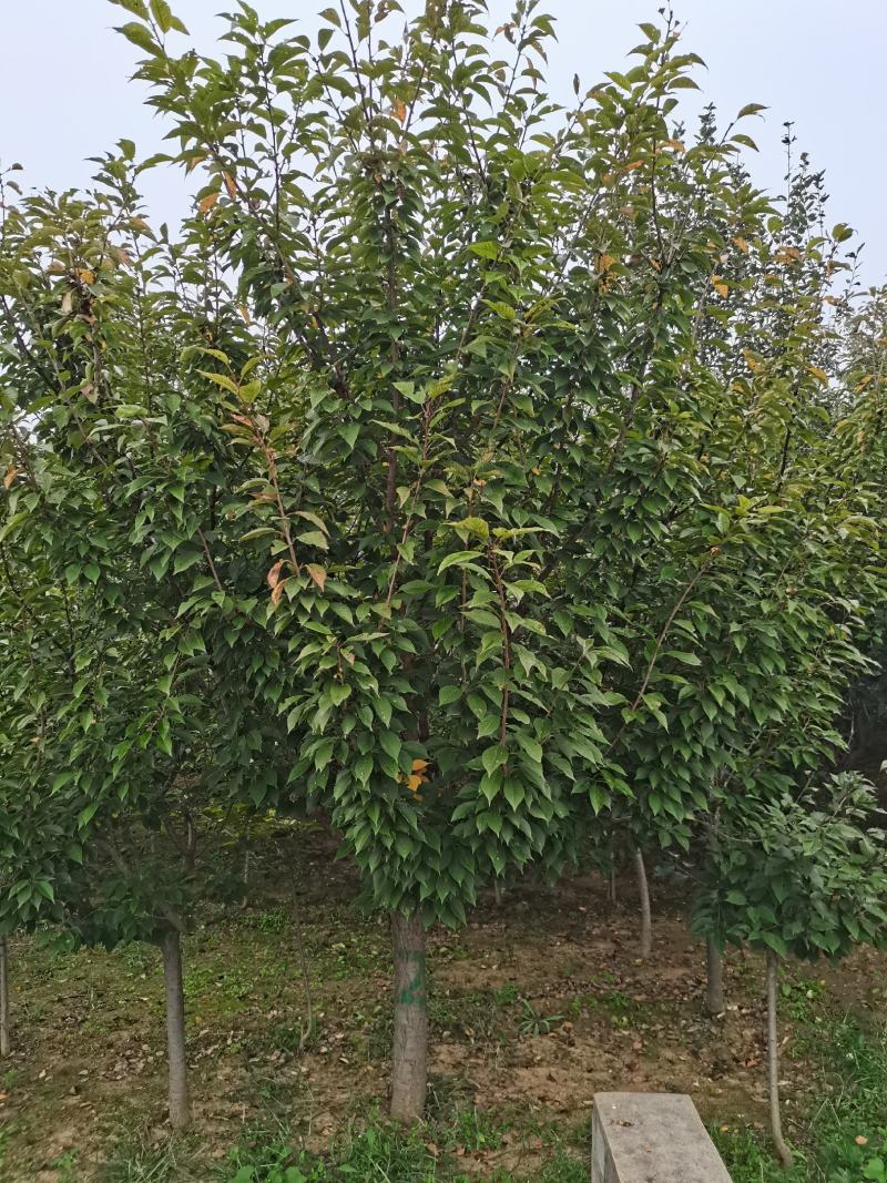 苗圃直销樱花，大量供应各种规格樱花树，现场看货选购。