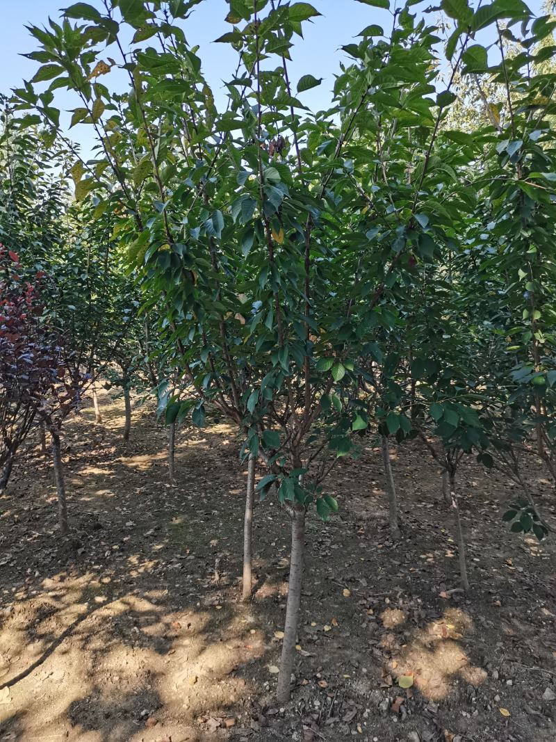苗圃直销樱花，大量供应各种规格樱花树，现场看货选购。