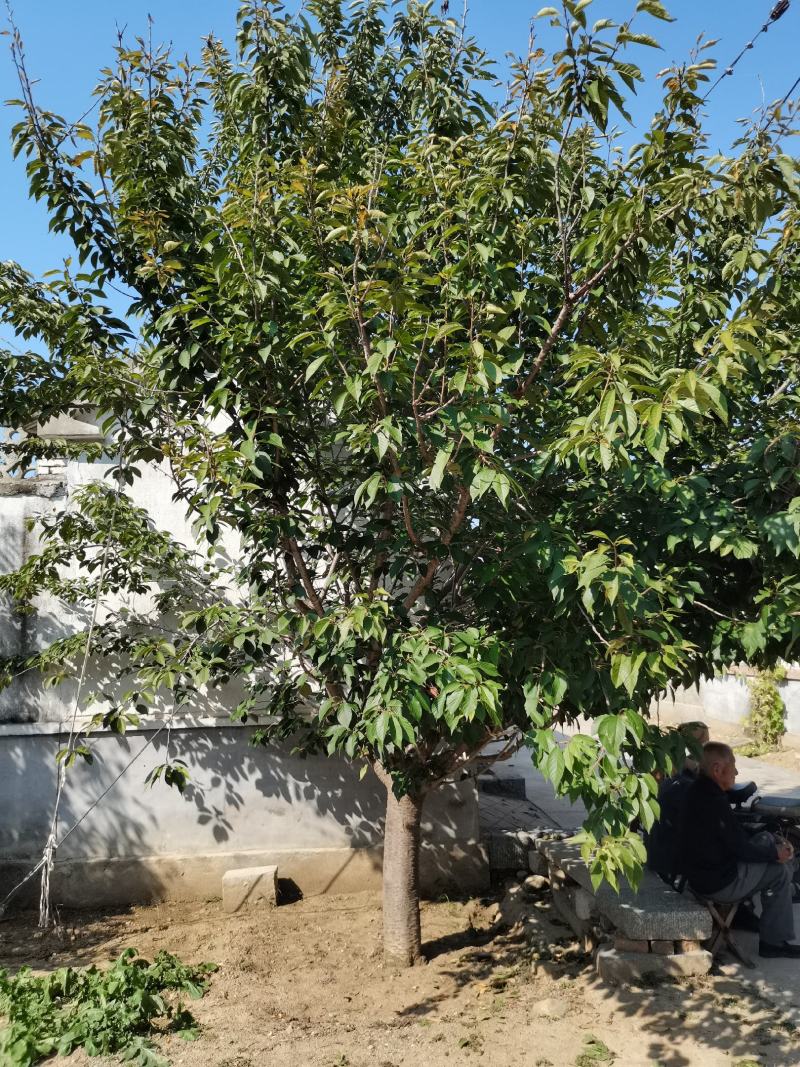 苗圃直销樱花，大量供应各种规格樱花树，现场看货选购。