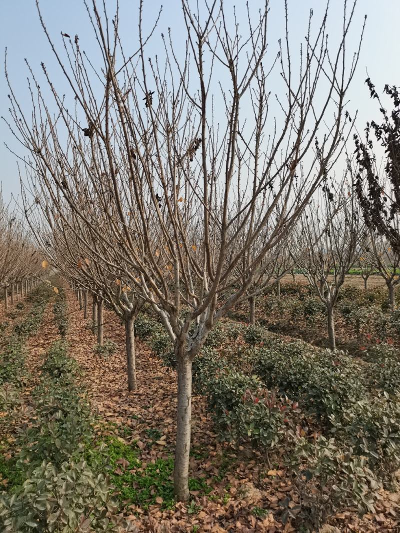 苗圃直销樱花，大量供应各种规格樱花树，现场看货选购。
