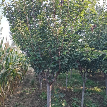 苗圃直销樱花，大量供应各种规格樱花树，现场看货选购。