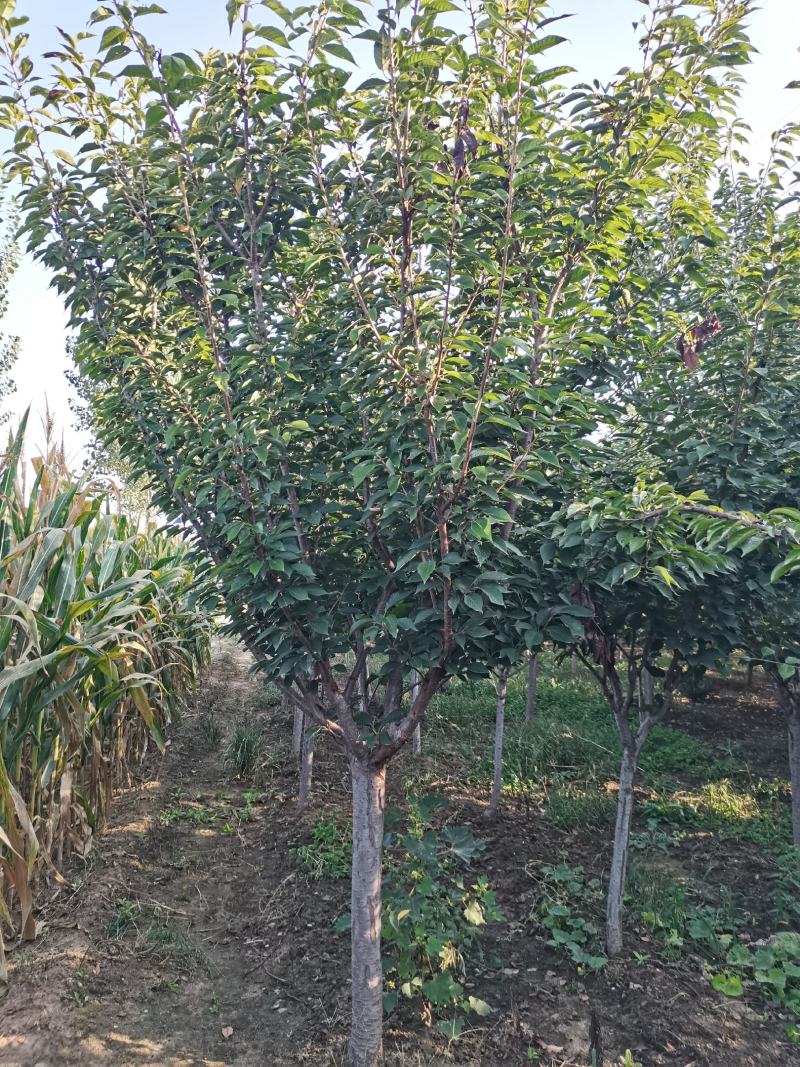 苗圃直销樱花，大量供应各种规格樱花树，现场看货选购。