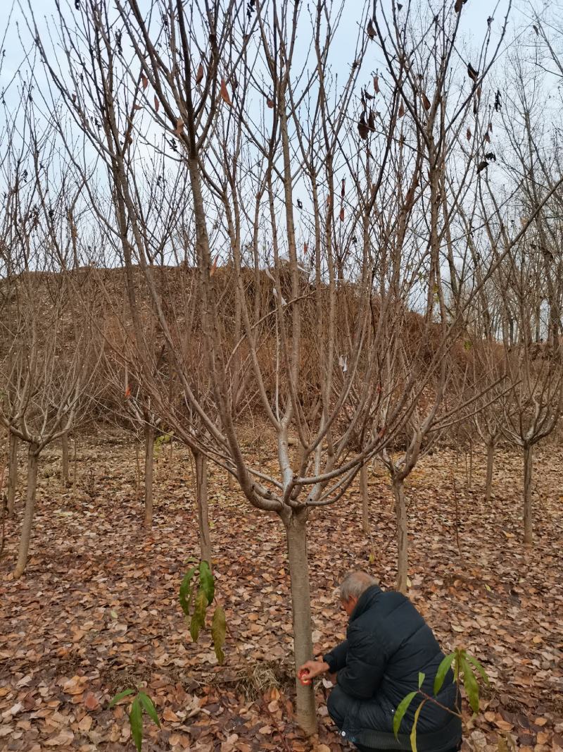 苗圃直销樱花，大量供应各种规格樱花树，现场看货选购。