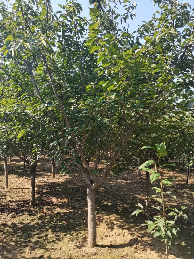 苗圃直销樱花，大量供应各种规格樱花树，现场看货选购。