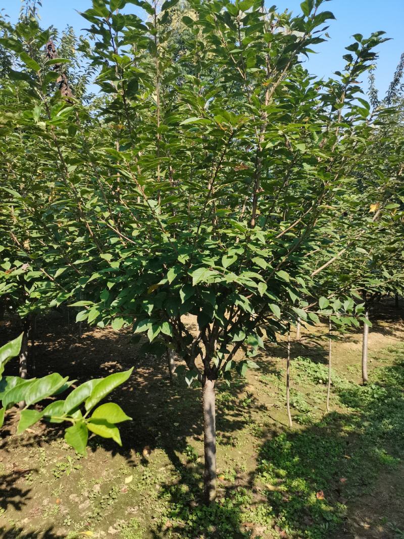 苗圃直销樱花，大量供应各种规格樱花树，现场看货选购。