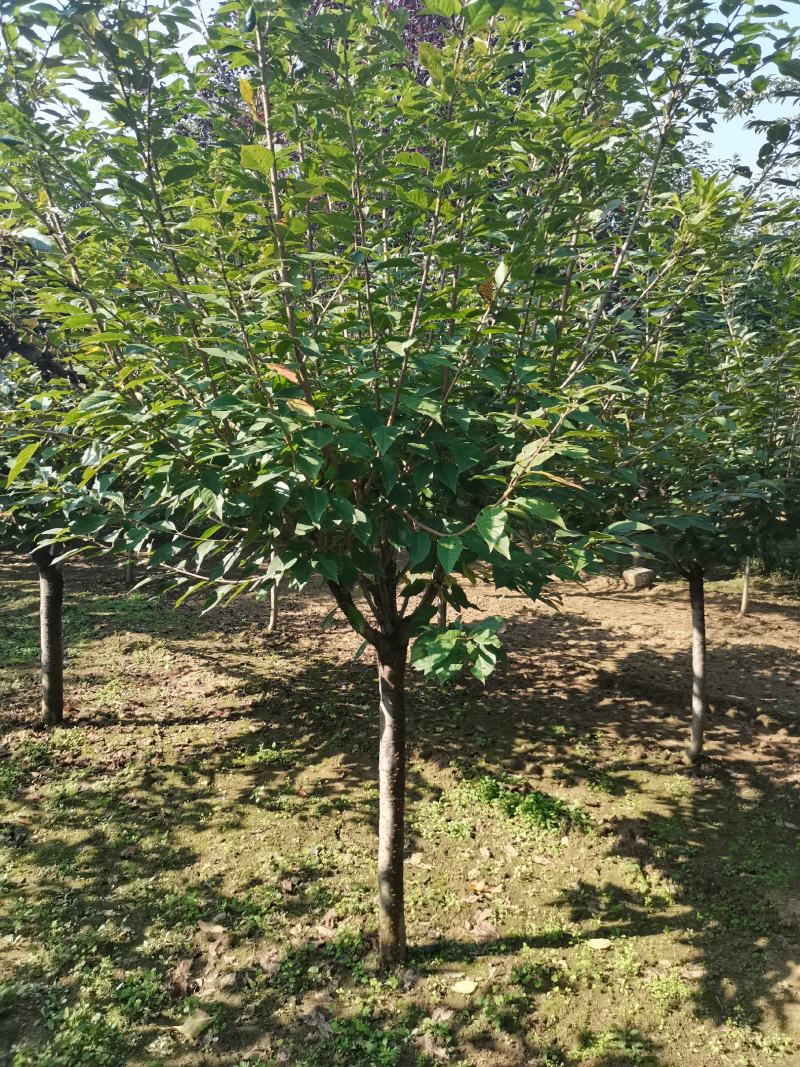 苗圃直销樱花，大量供应各种规格樱花树，现场看货选购。
