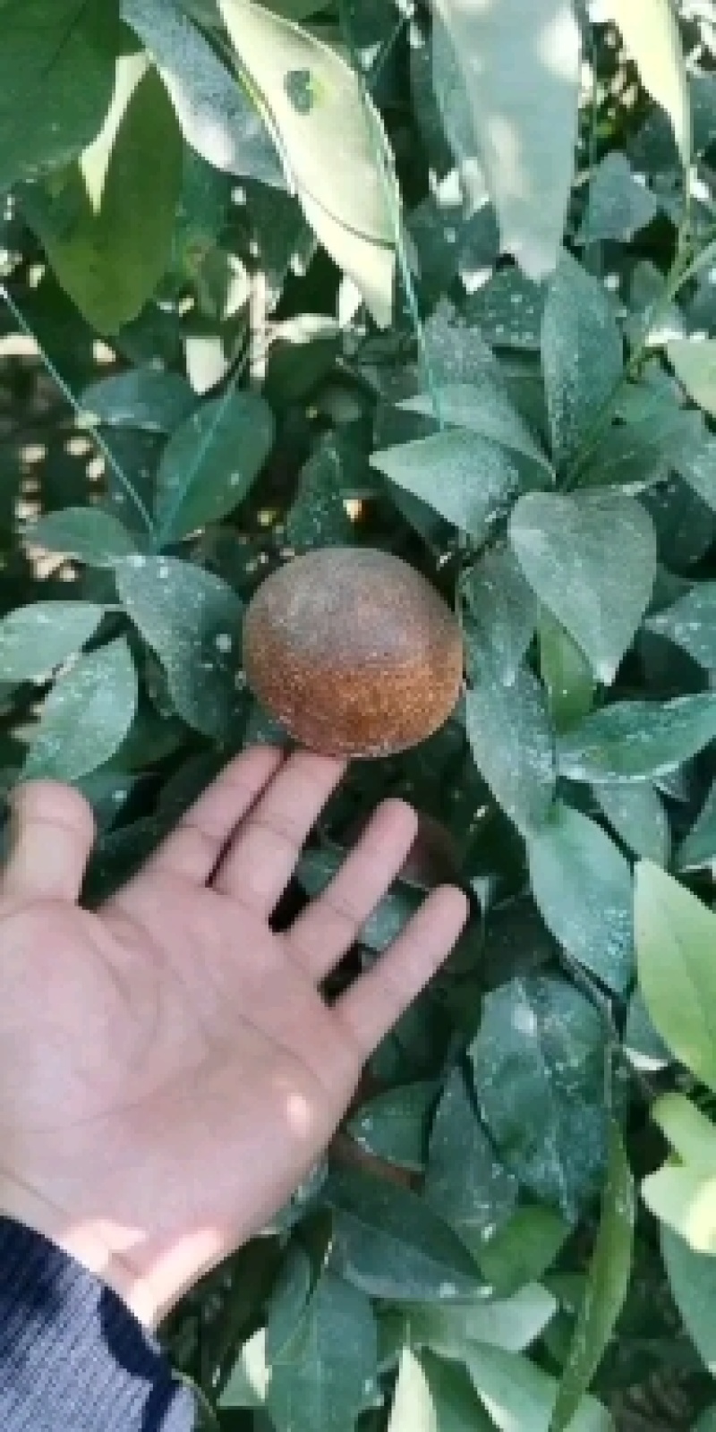 沃柑黑果乌柑.非洲沃柑