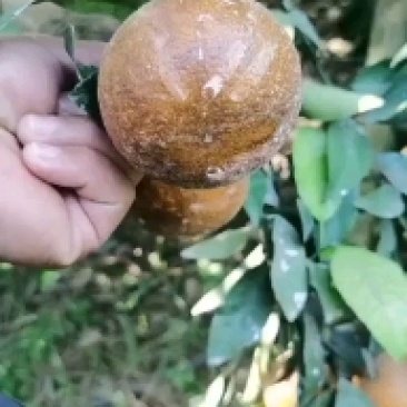 沃柑黑果乌柑.非洲沃柑