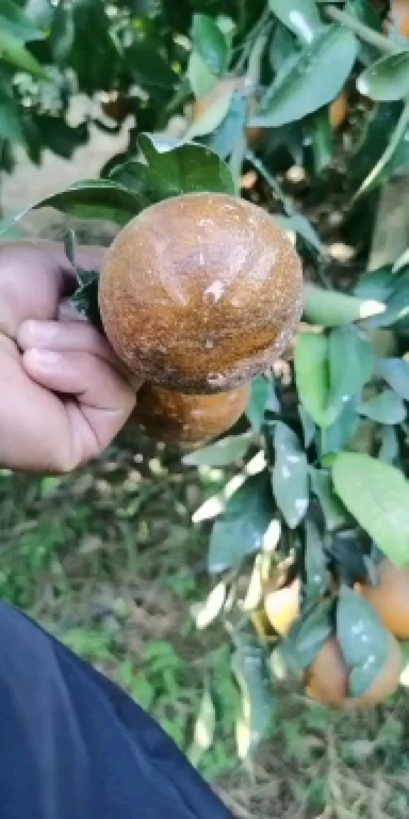 沃柑黑果乌柑.非洲沃柑