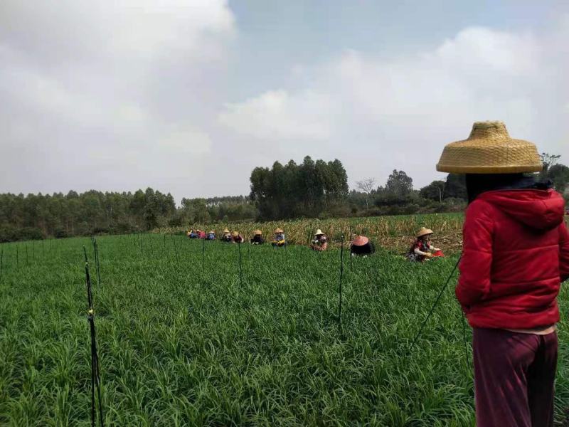 广东徐闻南山万亩韭菜基地，天天有货。欢迎全国各地客商
