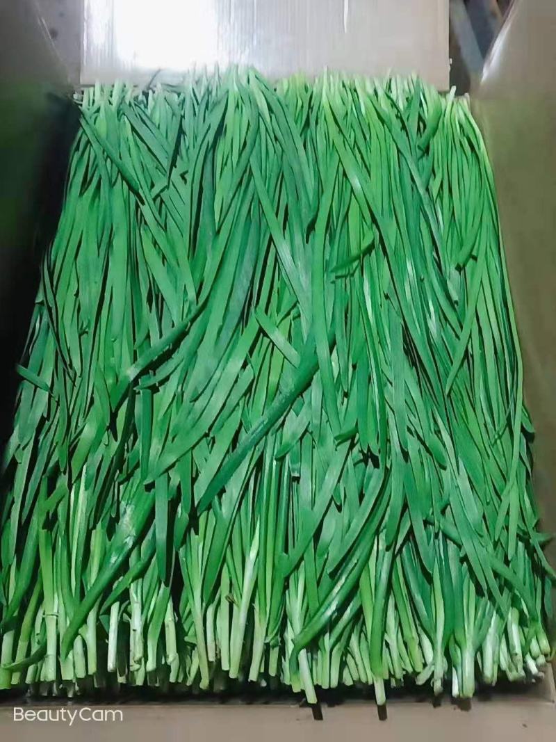 广东徐闻南山万亩韭菜基地，天天有货。欢迎全国各地客商