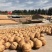 电商对接平台185纸皮核桃新二核桃新疆产地直发一手货源