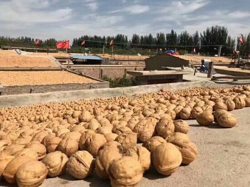 电商对接平台185纸皮核桃新二核桃新疆产地直发一手货源