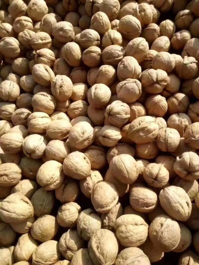 电商对接平台185纸皮核桃新二核桃新疆产地直发一手货源