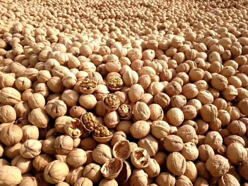 电商对接平台185纸皮核桃新二核桃新疆产地直发一手货源