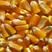 金博士825高产大田种植玉米种子2023年新种子