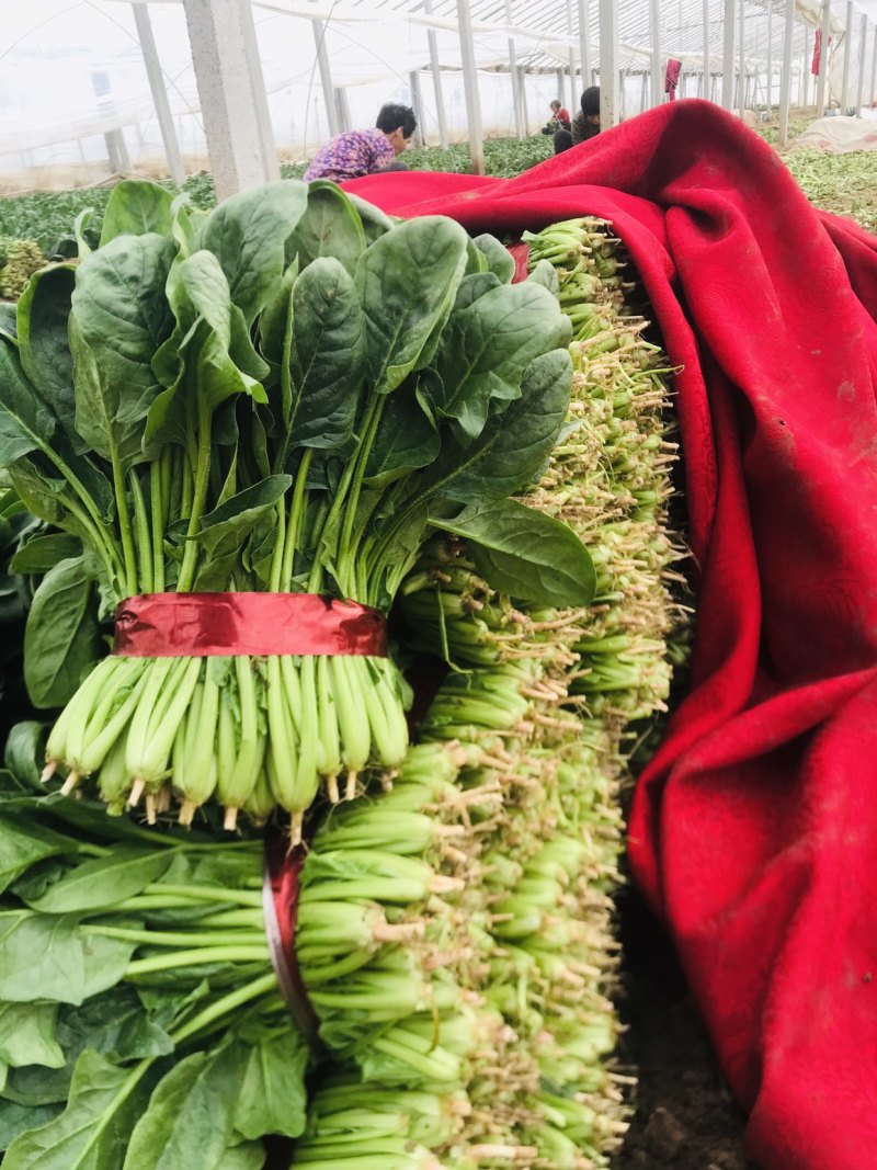 潍坊精品菠菜，大叶菠菜，圆叶菠菜，产地大量供应