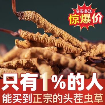 西藏那曲冬虫夏草新鲜虫草正品精品饱满招代理