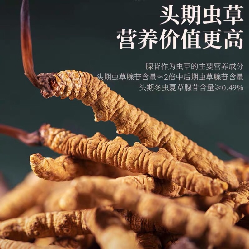 西藏那曲冬虫夏草新鲜虫草正品精品饱满招代理
