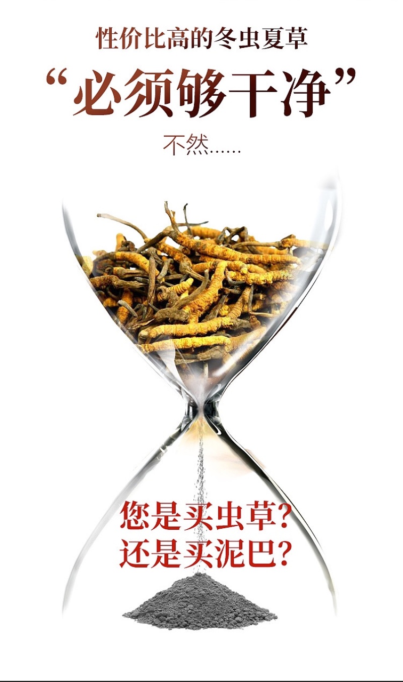 西藏那曲冬虫夏草新鲜虫草正品精品饱满招代理