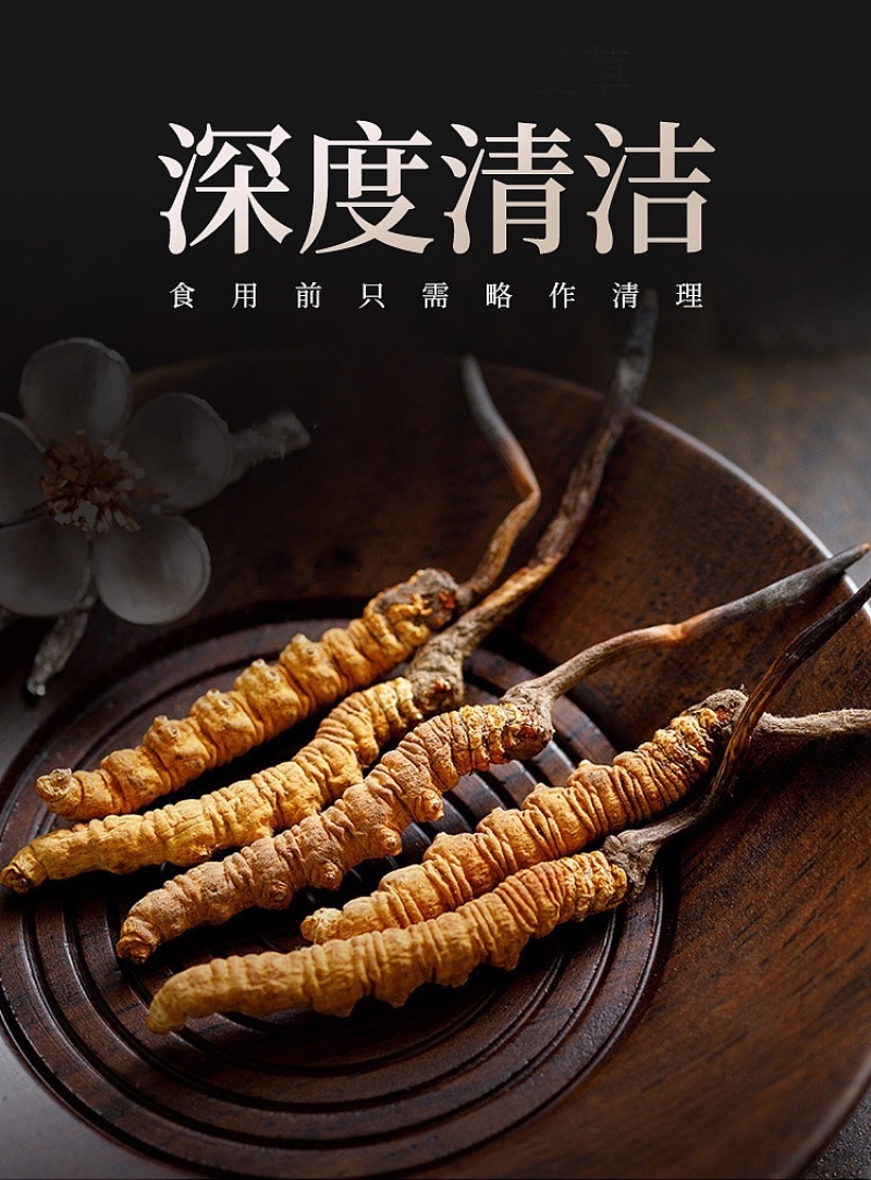 西藏那曲冬虫夏草新鲜虫草正品精品饱满招代理