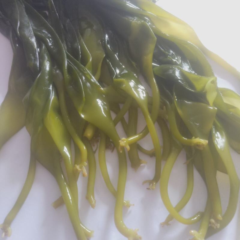 精品海带苗绿苗嫩海带一整棵30公分