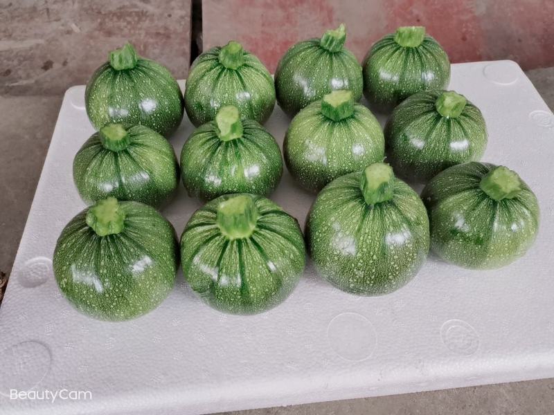 翡翠小南瓜，小圆瓜，嫩南瓜，非贝贝南瓜蜜本南瓜西葫芦