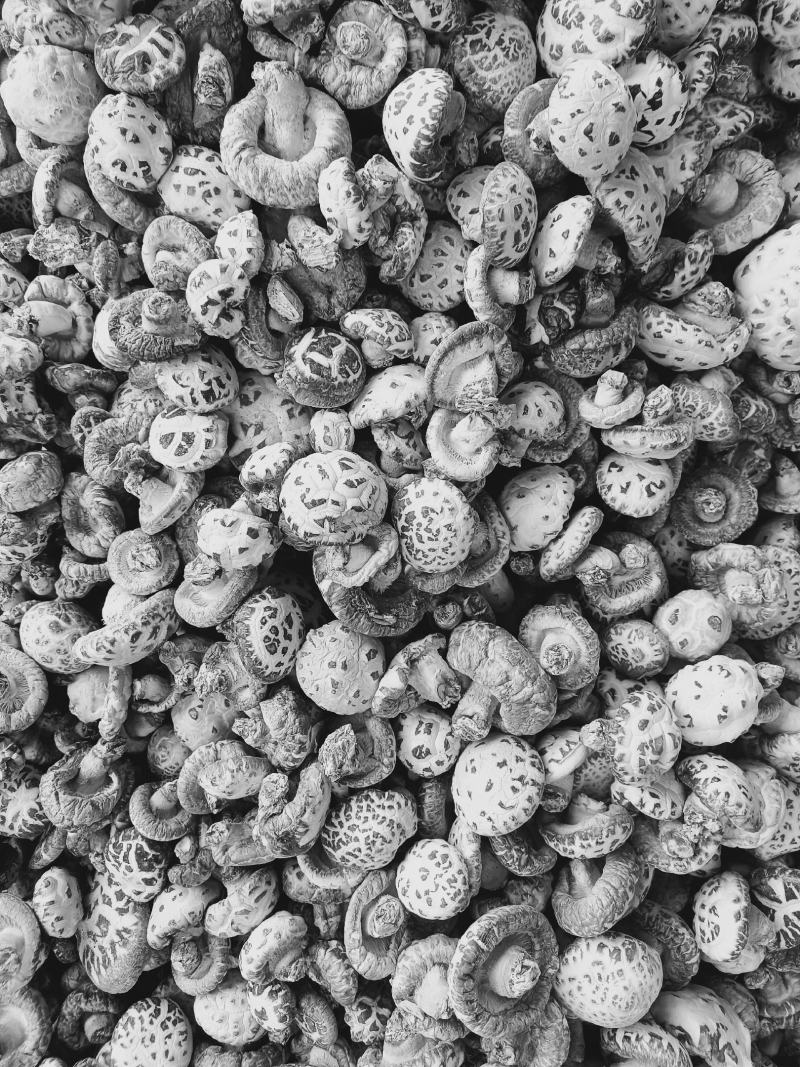 精选干花菇大量上市产地直发保质保量供应全国市