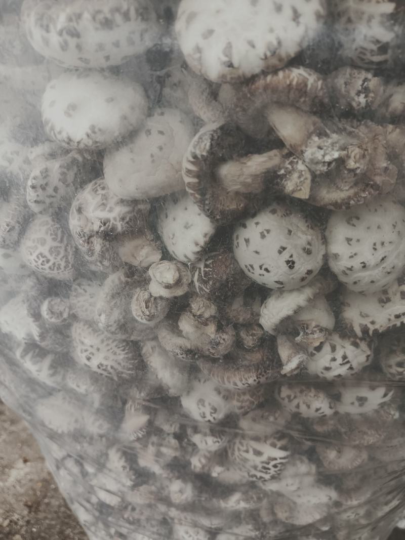 精选干花菇大量上市产地直发保质保量供应全国市