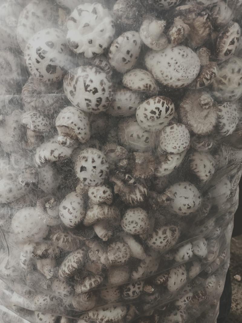 精选花菇冬菇大量上市产地直发保质保量供应全国市
