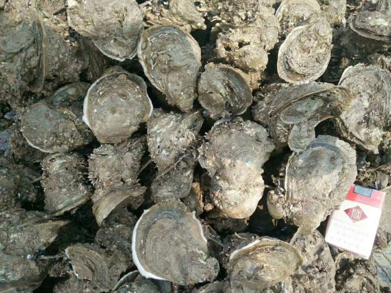 生蚝批发一手货源