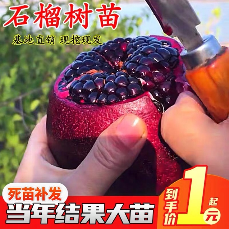 石榴苗树苗无籽果树苗盆栽南北方种植当年结果突尼斯