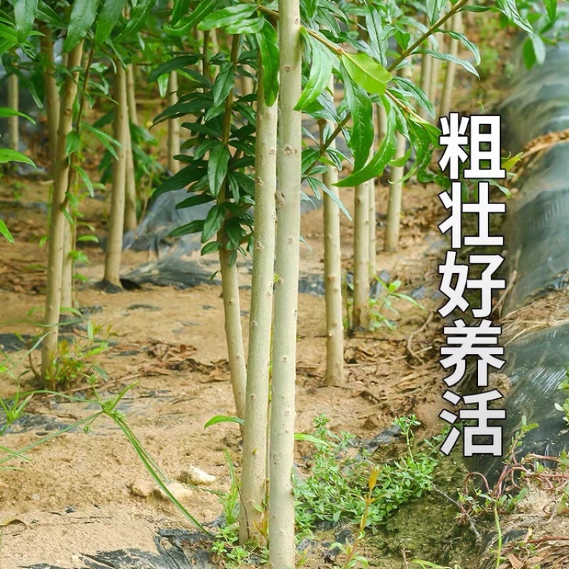 石榴苗树苗无籽果树苗盆栽南北方种植当年结果突尼斯