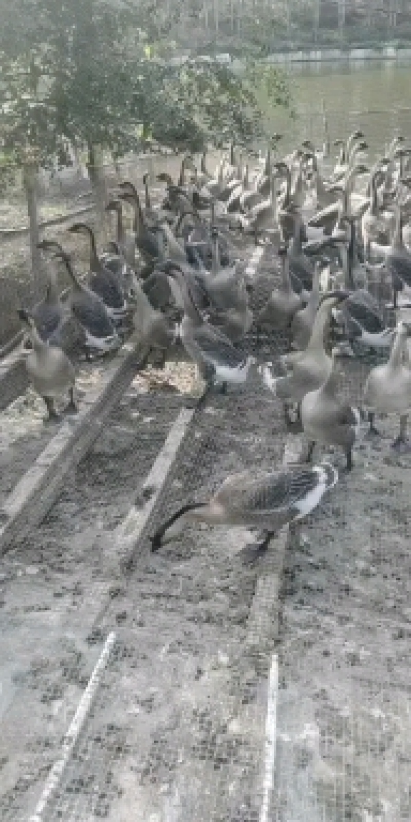 广东马岗黑鹅738.45
