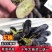 蓝宝石葡萄苗当年结果南北方可种盆栽无核果树