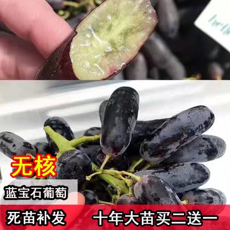 蓝宝石葡萄苗当年结果南北方可种盆栽无核果树
