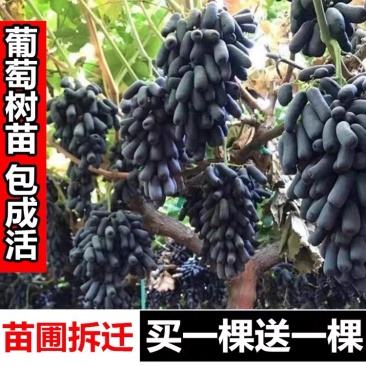 蓝宝石葡萄苗当年结果南北方可种盆栽无核果树