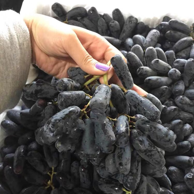 蓝宝石葡萄苗当年结果南北方可种盆栽无核果树