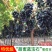 蓝宝石葡萄苗当年结果南北方可种盆栽无核果树