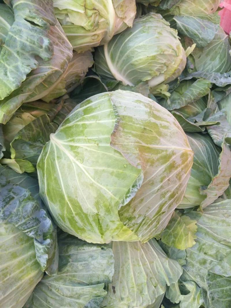 京丰包菜，墨玉包菜，货源充足，可以视频看货