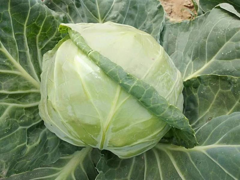 京丰包菜，墨玉包菜，货源充足，可以视频看货