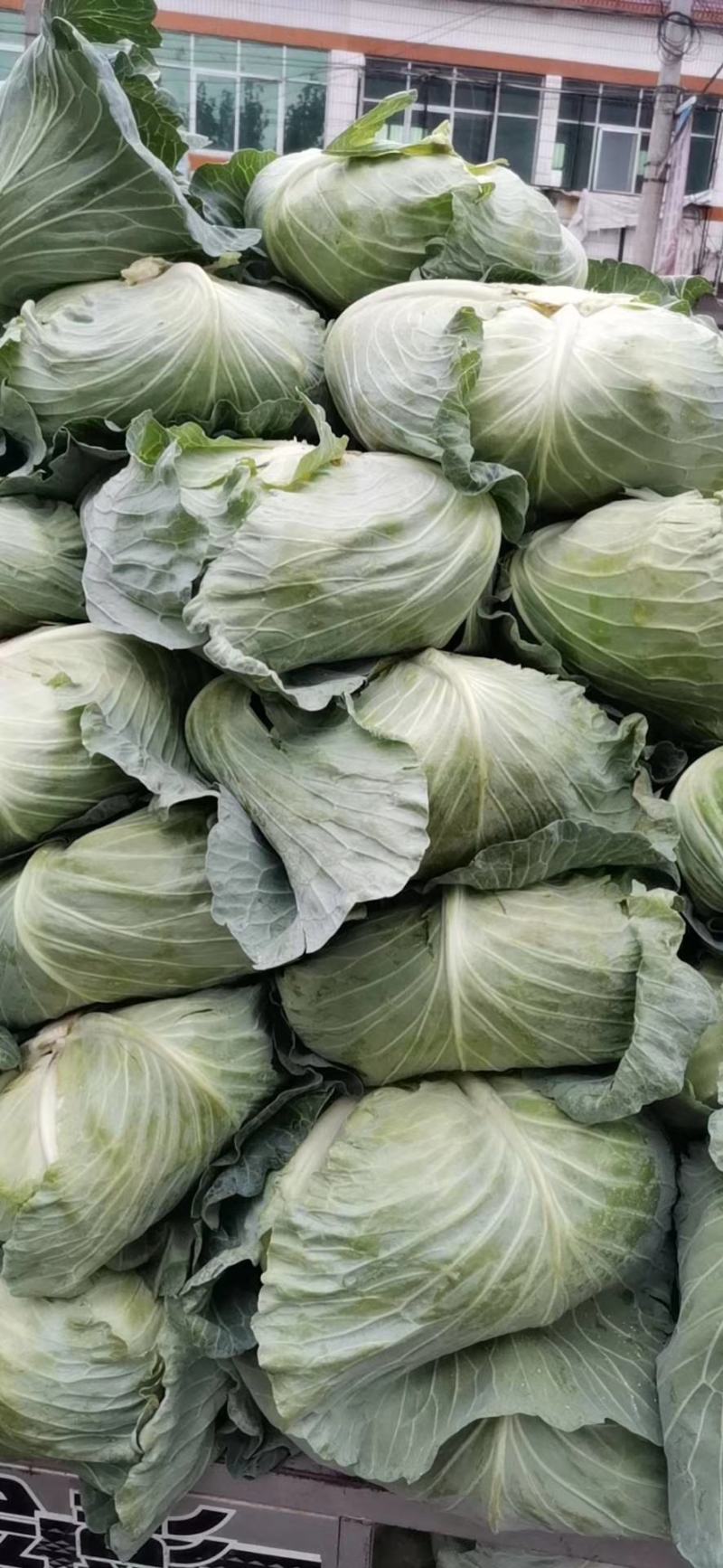 京丰包菜，墨玉包菜，货源充足，可以视频看货